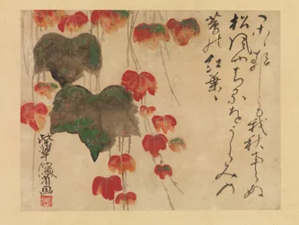 Herbst-Efeu, nach 1732